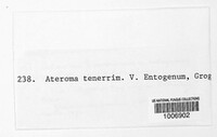 Asteroma tenerrimum image